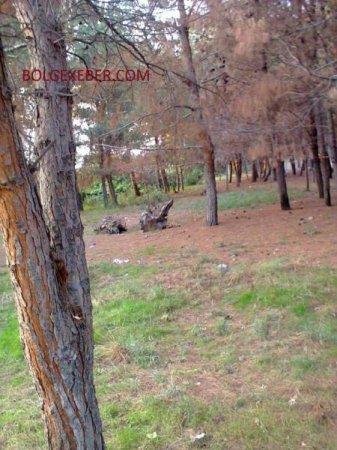 İCRA BAŞÇISI AĞACLARA NİYƏ BELƏ QƏNİM KƏSİLİB? İCRA BAŞÇISI AĞACLARA NİYƏ BELƏ QƏNİM KƏSİLİB?