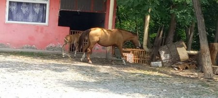 Şəkidə ət dükanına saxta sənəd düzəldib aylıq pay alan məmur kimdir? Şəkidə ət dükanına saxta sənəd düzəldib aylıq pay alan məmur kimdir?