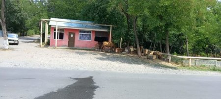 Şəkidə ət dükanına saxta sənəd düzəldib aylıq pay alan məmur kimdir? Şəkidə ət dükanına saxta sənəd düzəldib aylıq pay alan məmur kimdir?