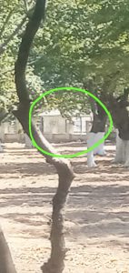 Masallıda ekoloji fəlakətin SƏNƏDİ... SÜBUTU... Masallıda ekoloji fəlakətin SƏNƏDİ... SÜBUTU...