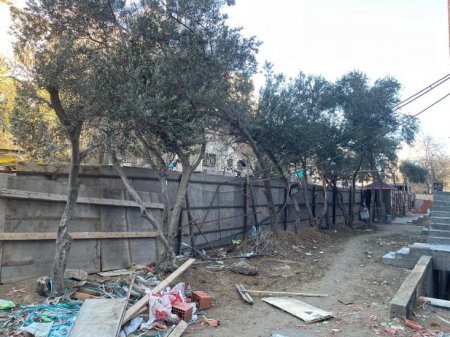 Nərimanovda “Yaşıl dünya ili”nə qarşı cinayət Nərimanovda “Yaşıl dünya ili”nə qarşı cinayət