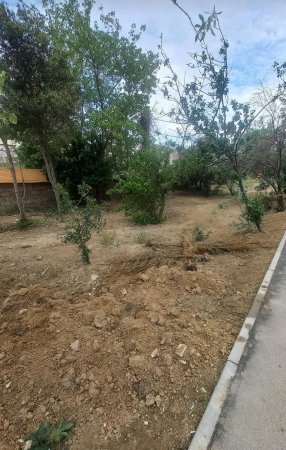 Nizami rayonunda yeni salınmış bağ məhv edilir Nizami rayonunda yeni salınmış bağ məhv edilir