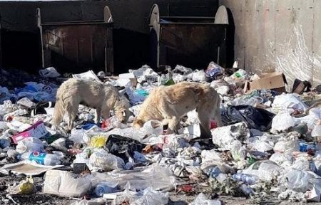 Şabran rayonunda NATƏMİZLİK: Zibillər daşınmır, üfunət iyi... Şabran rayonunda NATƏMİZLİK: Zibillər daşınmır, üfunət iyi...