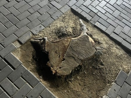 İcra başçısının COP29 söküntüsü... İcra başçısının COP29 söküntüsü...