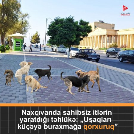 Naxçıvanda İT YİYƏSİNİ TANIMIR... Naxçıvanda İT YİYƏSİNİ TANIMIR...