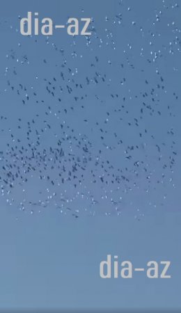 Ana Təbiətimizin BAŞI ÇALMALI QƏNİMLƏRİ... Ana Təbiətimizin BAŞI ÇALMALI QƏNİMLƏRİ...